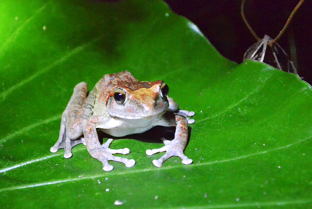 Frogs