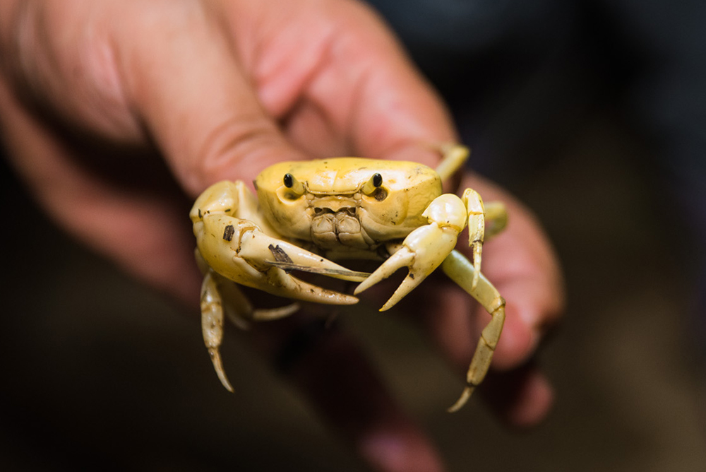 Land crabs