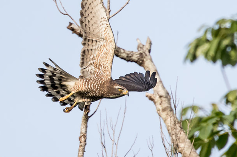 Gray-faced Buzzard